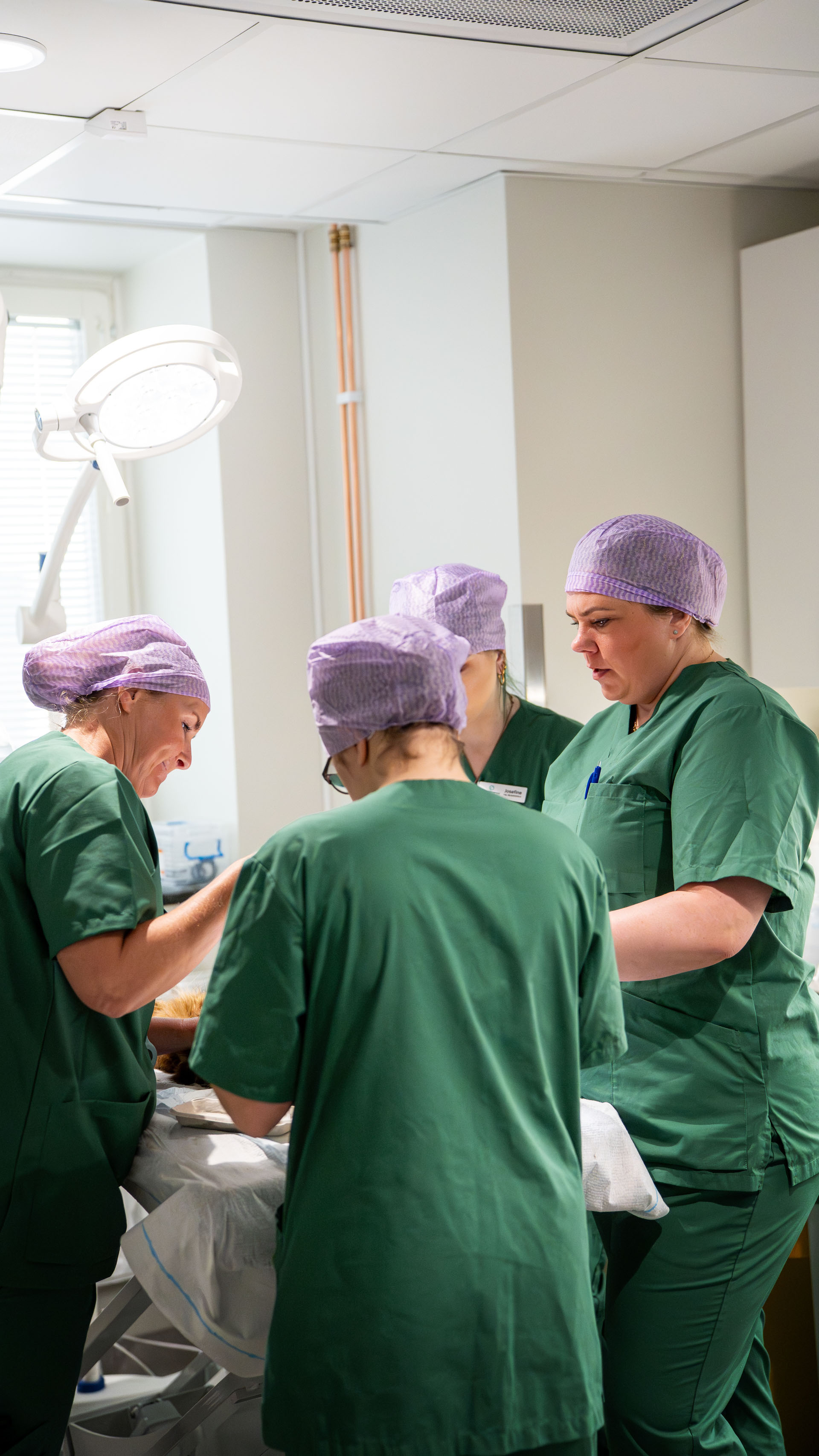 AniMeds vårdteam i operationssalen